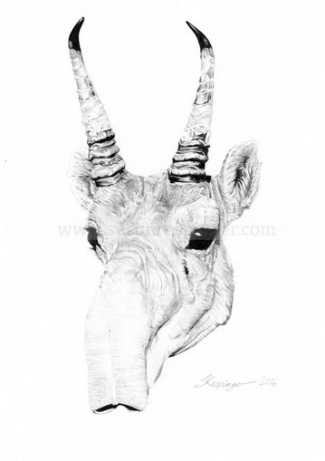 Antelope