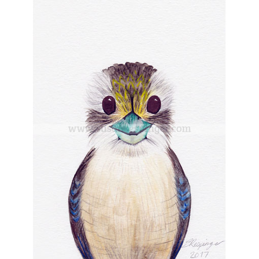 Kookaburra